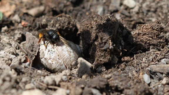 Wildbiene sitzt auf einem Schneckenhaus, das auf der Erde liegt 