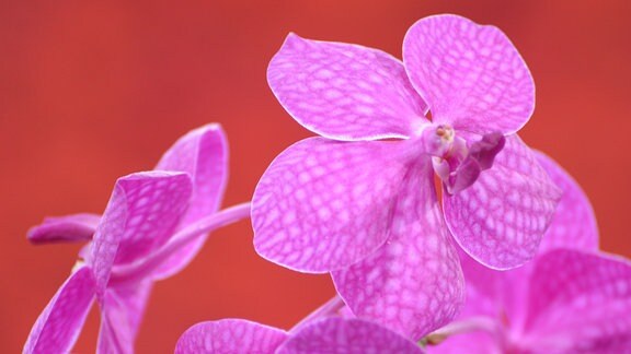 Rosarote Orchideenblüte mit einem netzartigen Muster in einem Ton der etwas dunkler ist.
