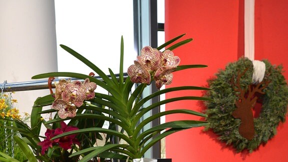 Eine Orchidee hängt an einem Ständer und hat sehr lange wurzeln ausgebildet.  Die wurzeln sind deutlich länger als die Pflanze selbst groß ist