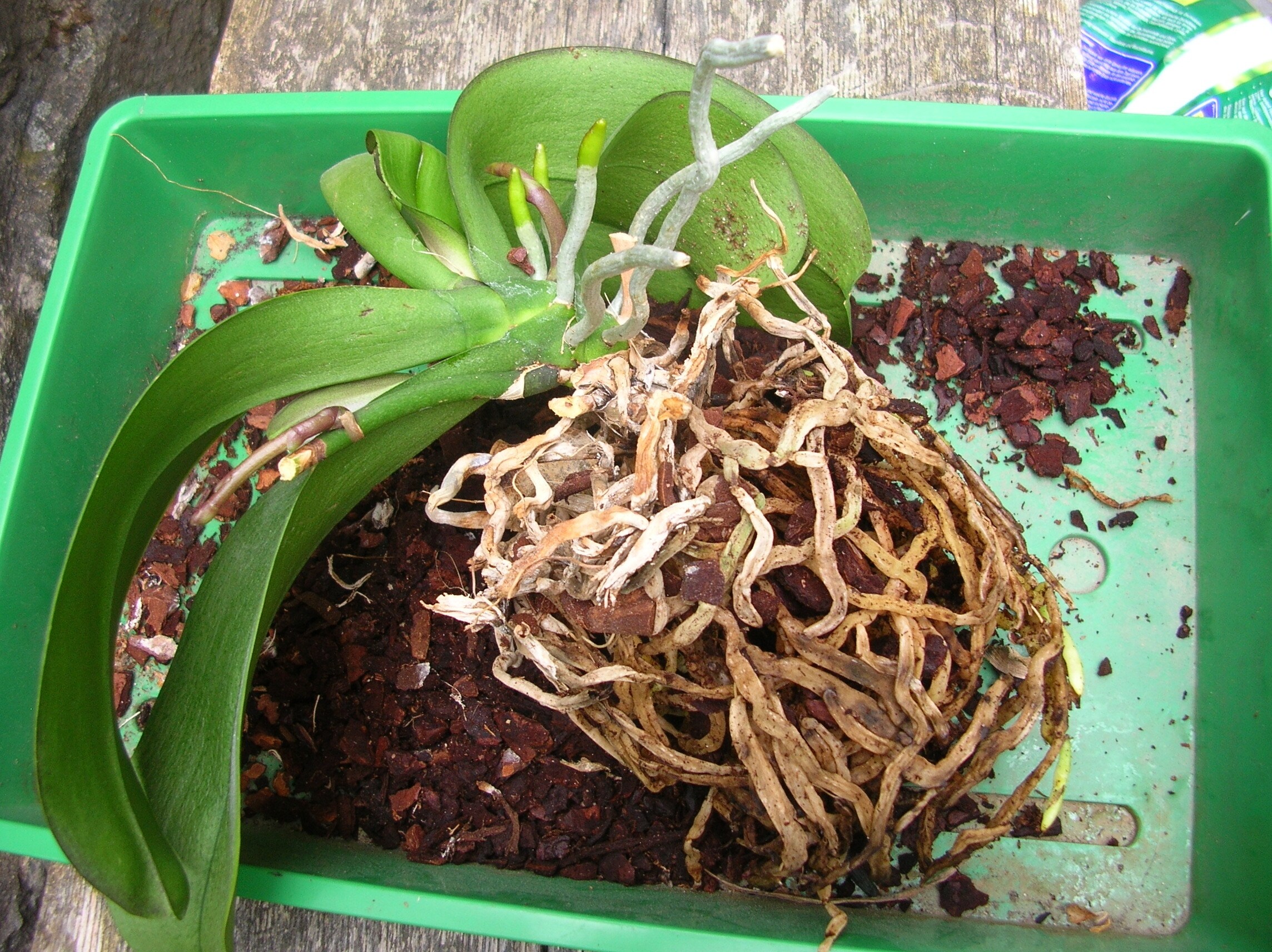 Orchideen richtig umtopfen MDR.DE