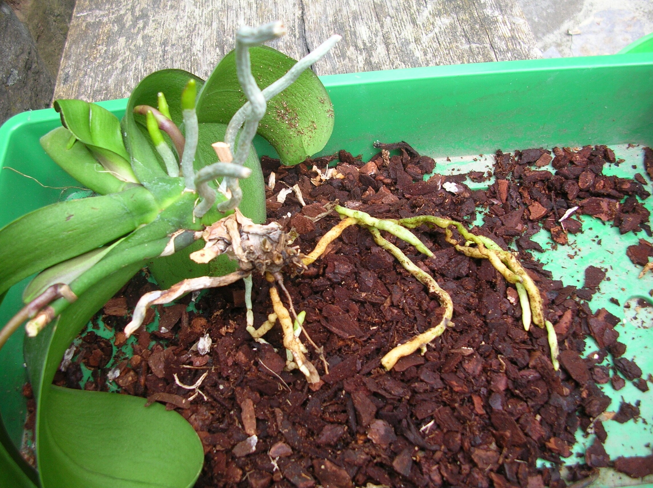 Orchideen richtig umtopfen MDR.DE