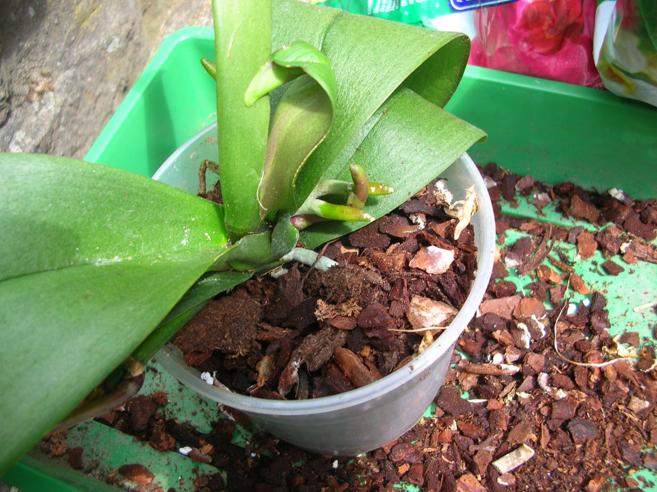 Orchideen richtig umtopfen MDR.DE