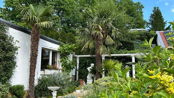 Ein privater Palmengarten in Gera.