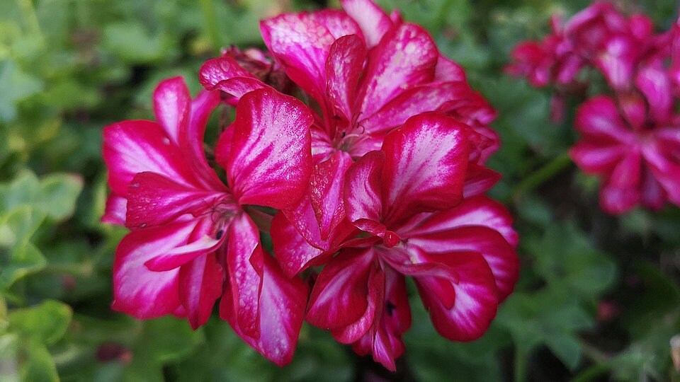 Pelargonien pflegen und über Stecklinge vermehren MDR.DE