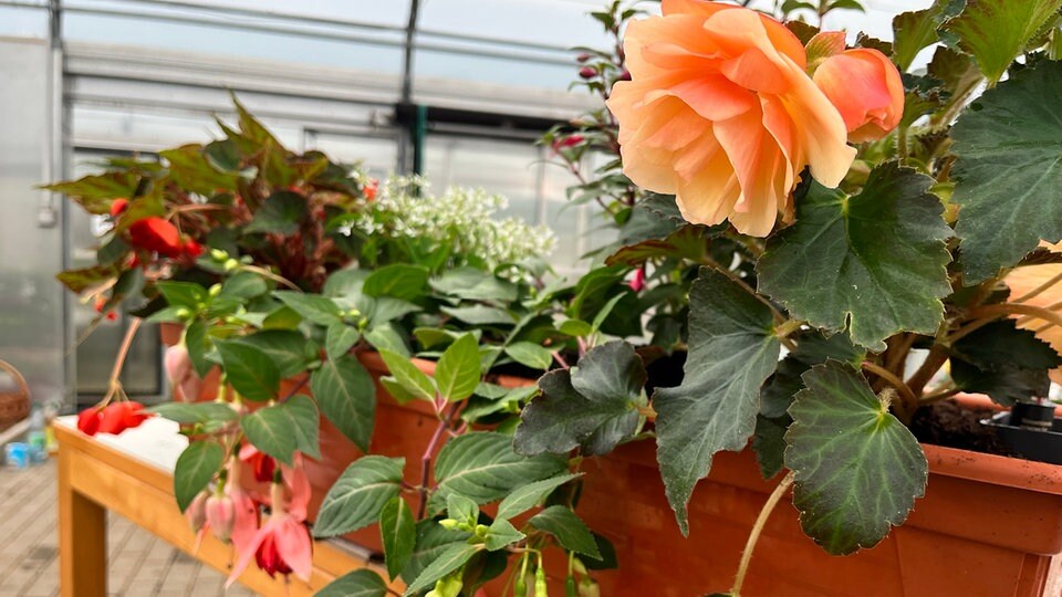 Blumenpracht für den schattigen Balkon MDR.DE