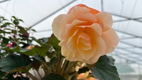 Duftbegonie Begonia Tuberosa 'Fragrant Falls Peach'