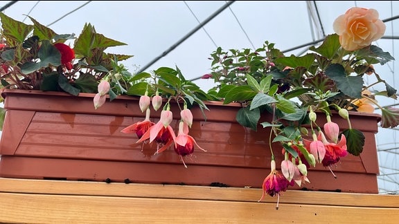 Fuchsia Marbeller 'Double Salmon Orange' 