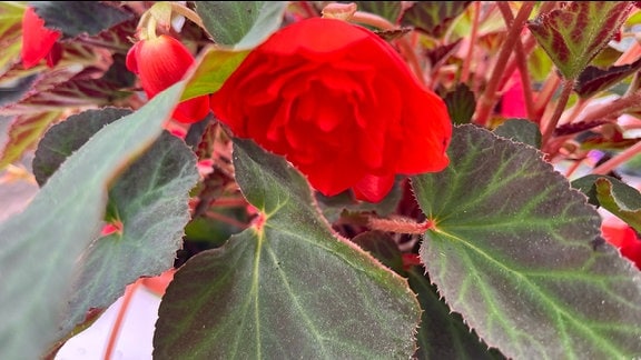 Hängebegonie Begonia x tuberhybrida 'Belina Orange Colours'