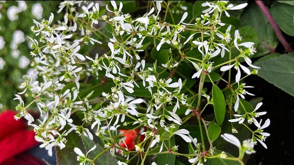 Zauberschnee Euphorbia hypericifolia 'Diamond Frost' 