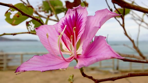 Schöne Blüte vor einem Strandhintergrund