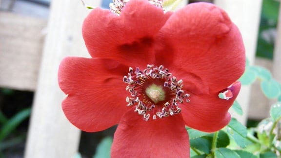 Rote Hagebutten der Büscherose (Rosa moyesii 'Geranium').