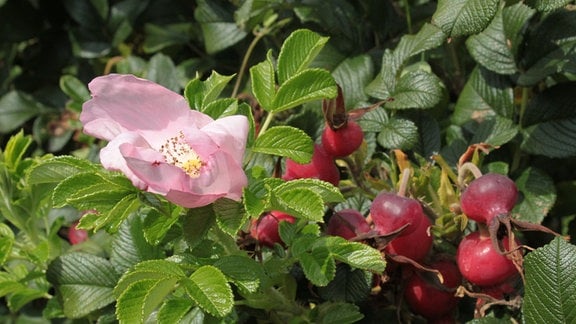 Rosa Blüte und dicke, rote Hagebutten der Kartoffelrose (Rosa rugosa 'Dagmar Hastrup').