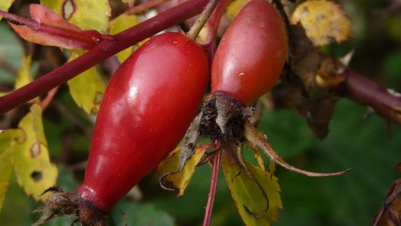 Rote Hagebutten der Parkrose (Rose Bourgogne)