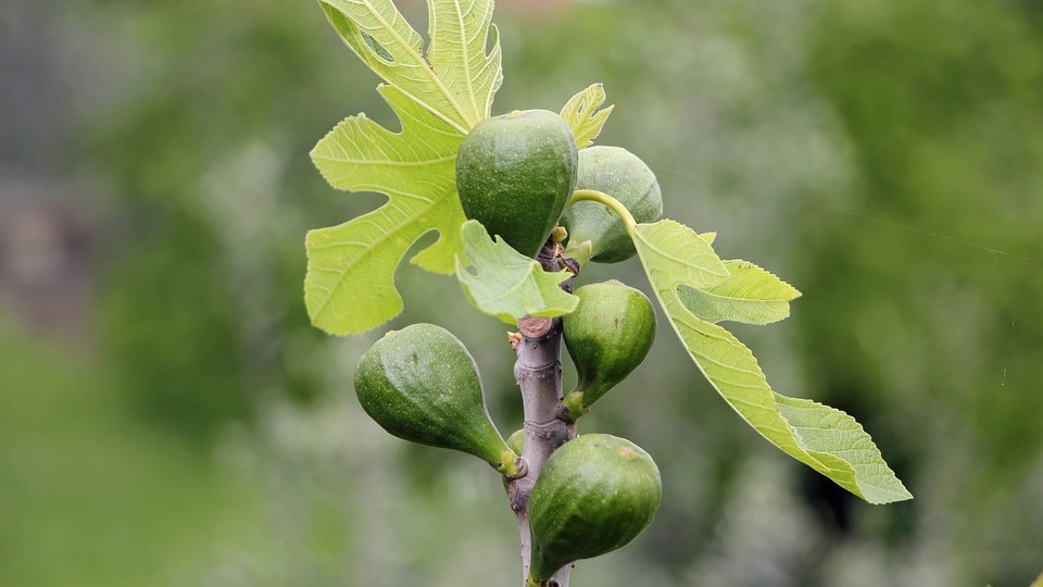 Feigenbaum Im Garten Feigenbaum Feige Im Garten Oder Im