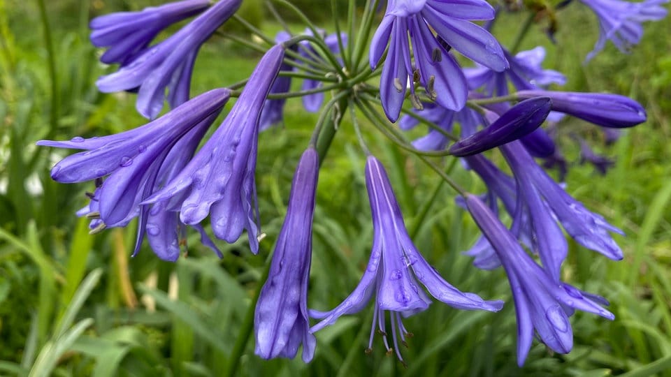 Schmucklilien pflanzen, pflegen und zur Blüte bringen MDR.DE