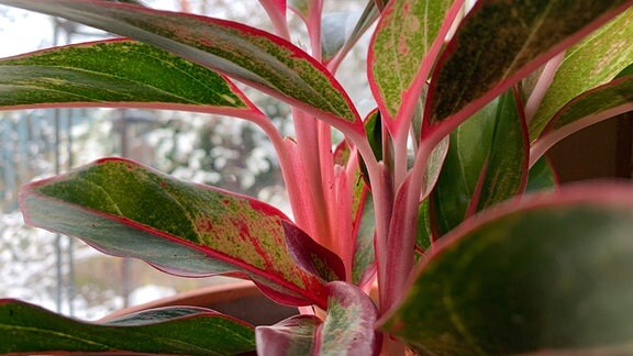 buntlaubige Zimmerpflanze Aglaonema (Kolbenfaden) der Sorte 'Jungle red'