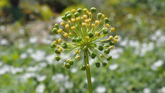 Der Samenstand einer Allium-Pflanze. 
