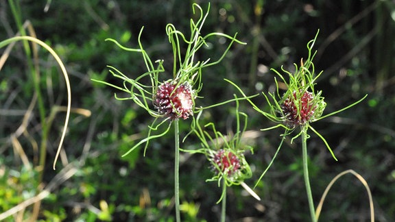 Drei Blüten der Allium 'hair'. 