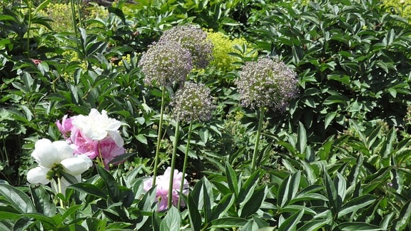 Beet mit Allium und Pfingstrosen. 