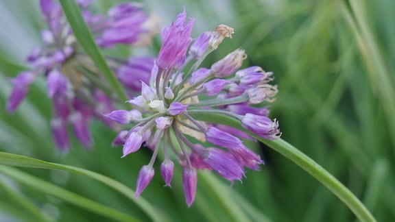 Lila Blüte eines Allium 'cernuum' 