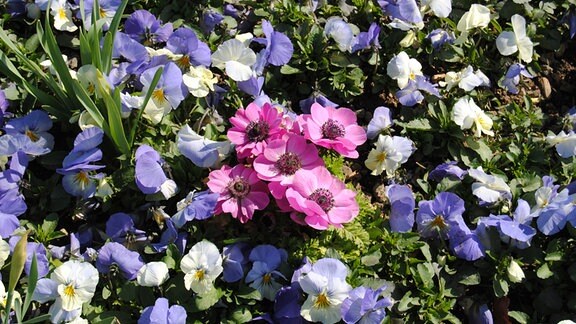 Rosa blühende Anemone und Stiefmütterchen auf Blumenbeet 