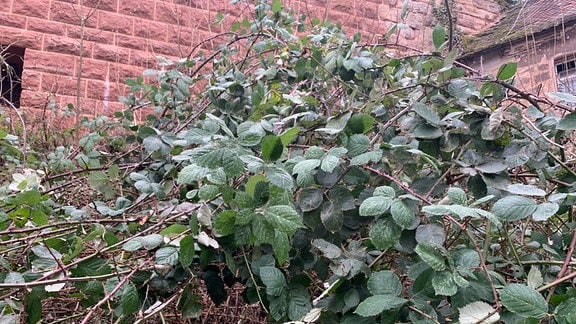 Ein dichtes Gestrüpp von Ranken der Armenischen Brombeere (Rubus armeniacus).