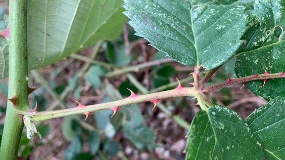 Stacheln einer Armenische Brombeere (Rubus armeniacus)