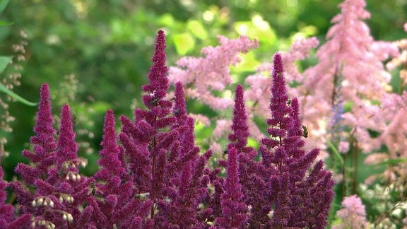 Violett und hellrosa blühende Prachtspiere mit Insekten