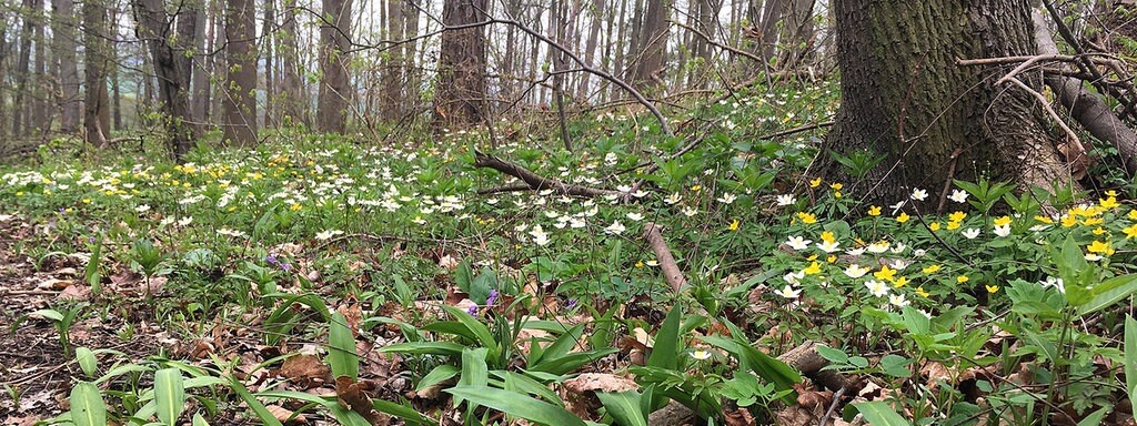 Barlauch Im Wald Und Im Garten Mdr De