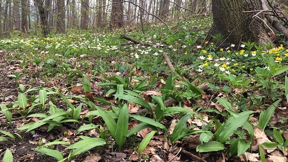 Blätter vom Bärlauch wachsen in einem Laubwald mit noch kahlen Baumkronen