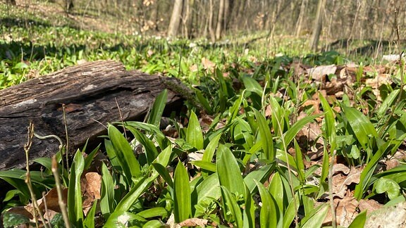 Bärlauch wächst in Laubwald bei Erfurt