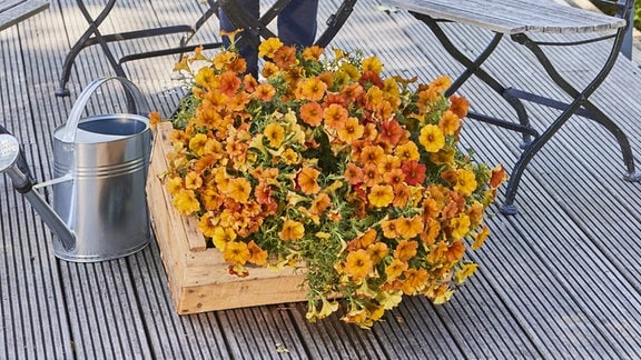 Petunie 'Alpenglühen' (bot. Petchoa 'Beautical Sunset Orange'), Balkonpflanze 2023 Bayern