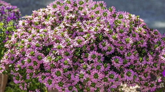 Fächerblume 'Königsfächer' (bot. Scaevola), Balkonpflanze 2023 Rheinland-Pfalz