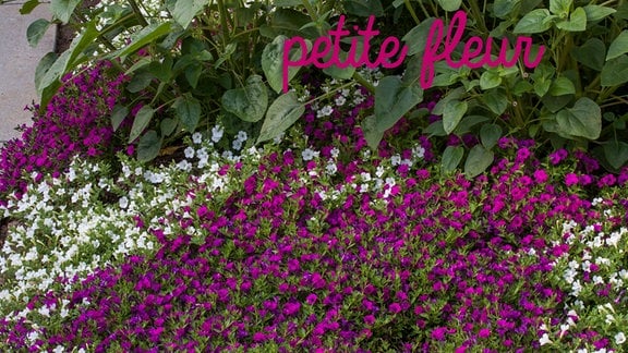 Petunie 'Petite fleur' (bot. Petunia cultivars ‘Itsy' ), Balkonpflanze 2023 Sachsen