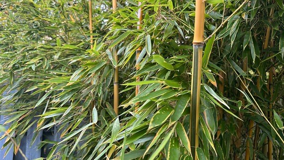 Phyllostachys aureosulcata ’Aureocaulis’