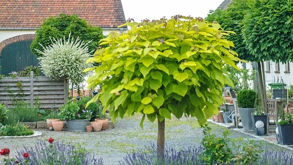Schnellwachsende Bäume Baum Für Garten Schattenspender Diese Bäume spenden Schatten im Garten | MDR.DE