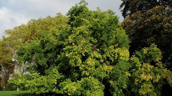 Zürgelbaum
