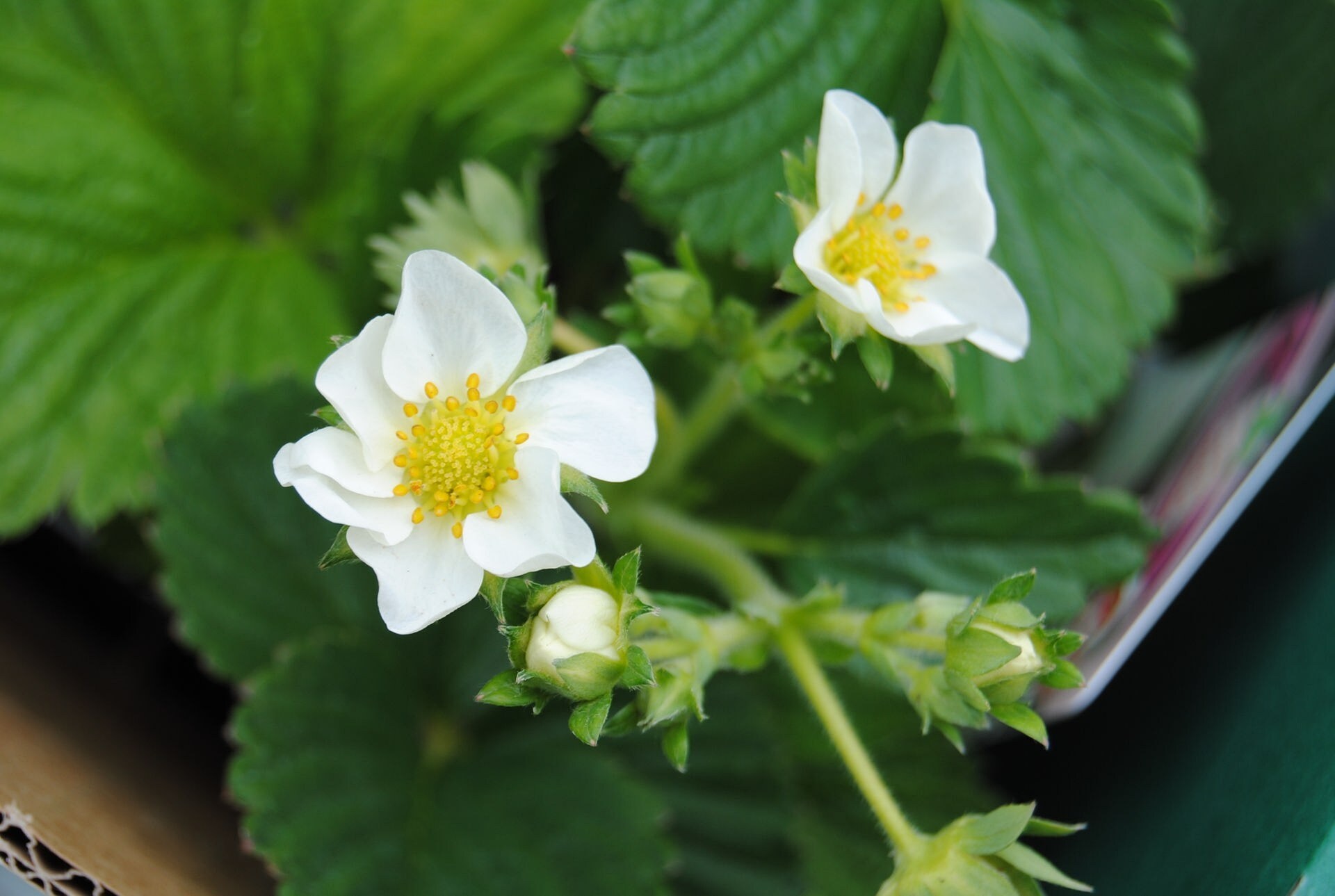 Erdbeeren Empfehlenswerte Sorten MDR.DE