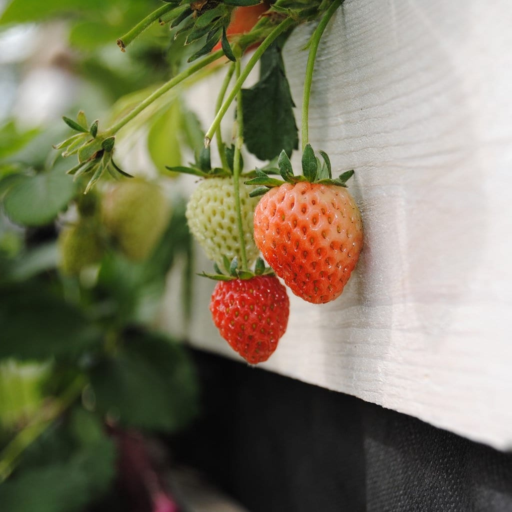 Erdbeeren Das Naschobst Selber Anbauen Und Ernten Mdr De