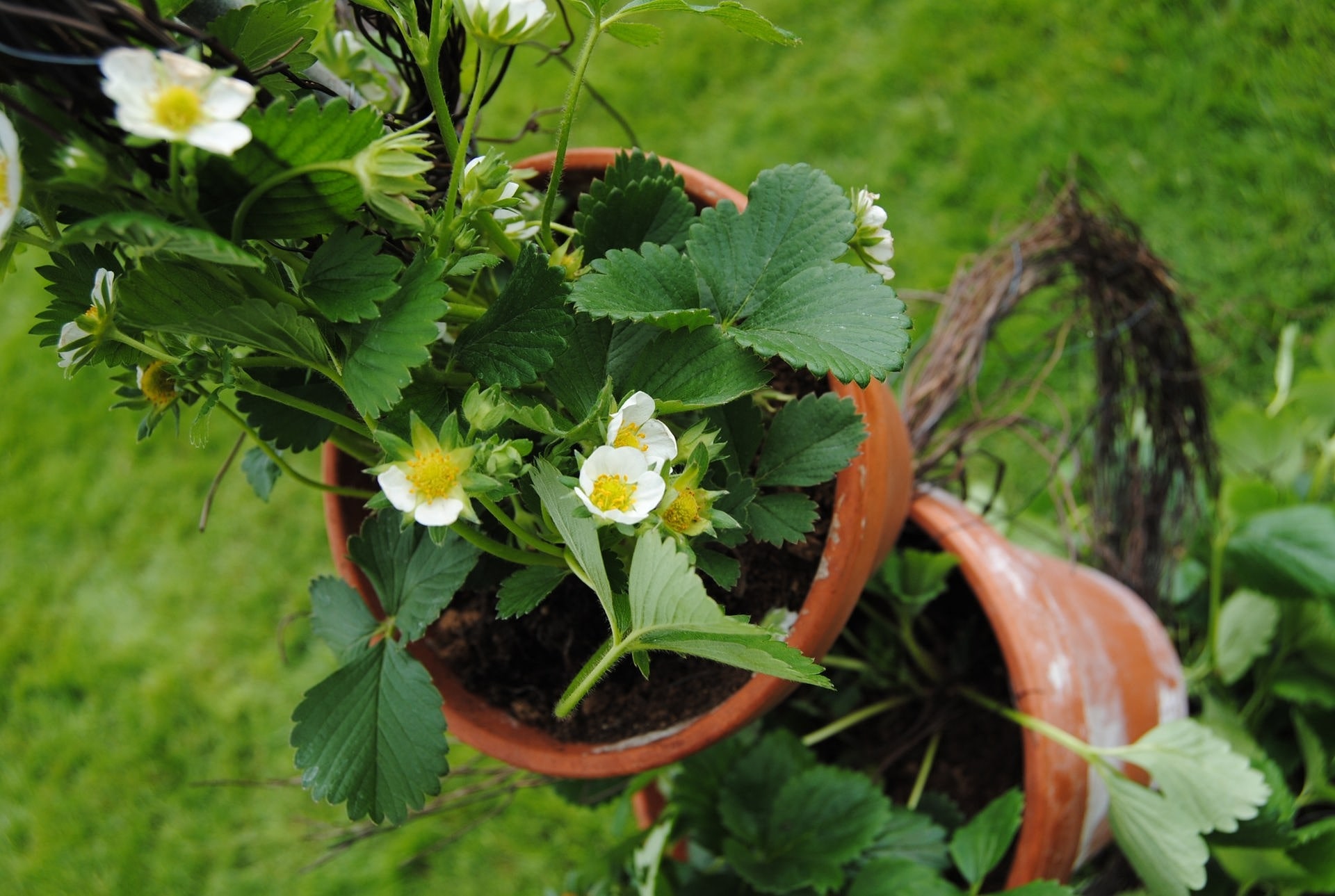 Gestaltungsideen Beeren im Garten mal anders in Szene setzen MDR.DE