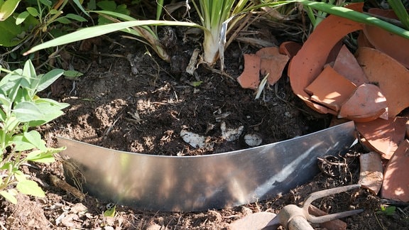 Alle Garten yucca palme zusammengefasst