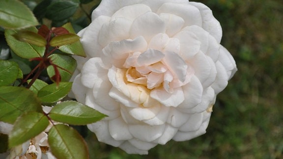 Detailaufnahme einer großen, weißen Rosenblüte. 