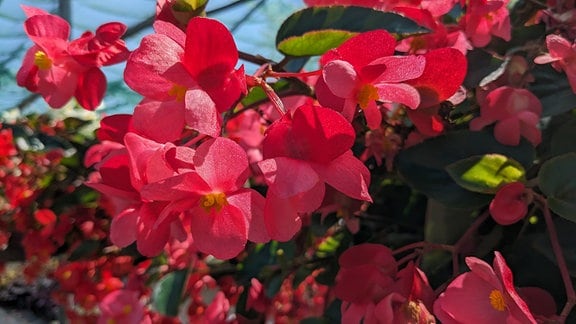 Blüten einer Begonie