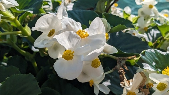 Blüten einer Begonie