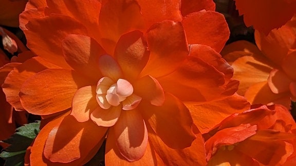 Blüten einer Begonie