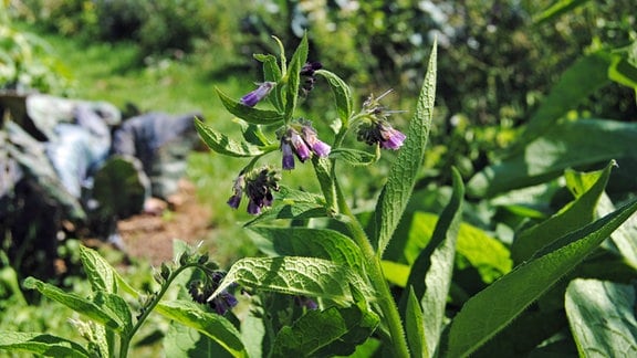 Beinwell im Garten mit blau-violetten Blüten