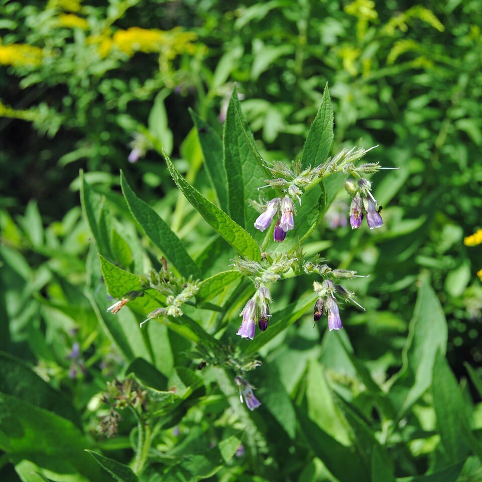 Jobangebot Nachbar Nordamerika grün grün grün riecht im garten die luft Rezension Notfall attraktiv Jobangebot Nachbar Nordamerika grün grün grün riecht im garten die luft Rezension Notfall attraktiv