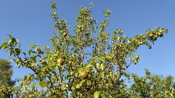 Birnenbaum mit Früchten  