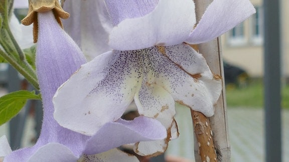 Blüte des Blauglockenbaums, die an Orchideen erinnern  