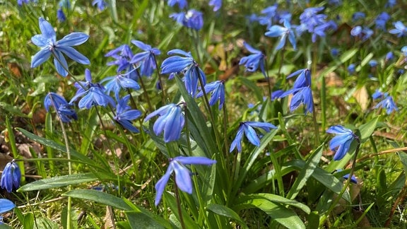 Viele Blausternchen blühen auf einer Wiese.
